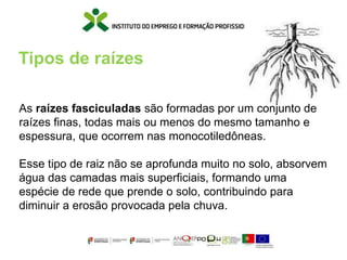 Tipos de raízes
As raízes fasciculadas são formadas por um conjunto de
raízes finas, todas mais ou menos do mesmo tamanho e
espessura, que ocorrem nas monocotiledôneas.
Esse tipo de raiz não se aprofunda muito no solo, absorvem
água das camadas mais superficiais, formando uma
espécie de rede que prende o solo, contribuindo para
diminuir a erosão provocada pela chuva.
 