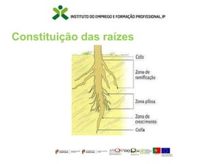 Constituição das raízes
 