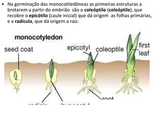 Na germinação das monocotiledôneas as primeiras estruturas a brotarem a partir do embrião  são o  coleóptilo  ( coleóptile ), que recobre o  epicótilo  (caule inicial) que dá origem  as folhas primárias, e a  radícula , que dá origem a raiz.  