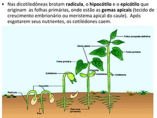 Nas dicotiledôneas brotam  radícula , o  hipocótilo  e o  epicótilo  que  originam  as folhas primárias, onde estão as  gemas apicais  (tecido de crescimento embrionário ou meristema apical do caule).  Após  esgotarem seus nutrientes, os cotilédones caem. 
