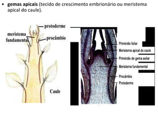 gemas apicais  (tecido de crescimento embrionário ou meristema apical do caule). 