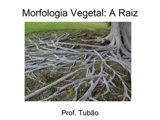 Morfologia Vegetal: A Raiz Prof. Tubão 