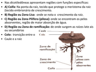 Nas dicotiledôneas apresentam regiões com funções específicas: A) Coifa:  Na ponta da raiz, tecido que protege o meristema da raiz (tecido embrionário de crescimento. B) Região ou Zona Lisa:  onde se nota o  crescimento da raiz.  C) Região ou Zona Pilífera (pilosa):  onde se encontram os pelos absorventes, região de maior absorção de água. D) Região ou Zona de ramificação:  de onde surgem as raízes late ais ou secundárias Colo:  transição entre o Caule e a raiz 