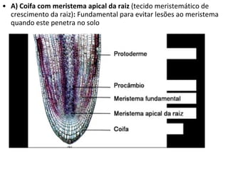 A) Coifa com meristema apical da raiz  (tecido meristemático de crescimento da raiz) :  Fundamental para evitar lesões ao meristema quando este penetra no solo 