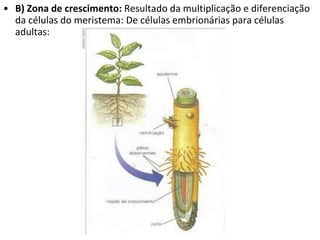 B) Zona de crescimento:  Resultado da multiplicação e diferenciação da células do meristema: De células embrionárias para células adultas: 