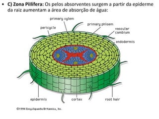 C) Zona PiIlífera:  Os pelos absorventes surgem a partir da epiderme da raiz aumentam a área de absorção de água: 