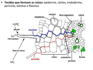 Tecidos que formam as raízes:  epiderme, córtex, endoderme, periciclo, xilemas e floemas 