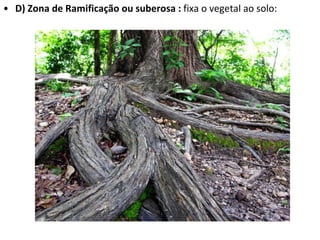 D) Zona de Ramificação ou suberosa :  fixa o vegetal ao solo: 