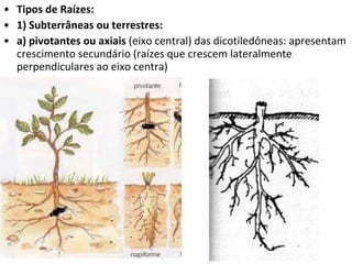 Tipos de Raízes: 1) Subterrâneas ou terrestres: a) pivotantes ou axiais  (eixo central) das dicotiledôneas: apresentam crescimento secundário (raízes que crescem lateralmente perpendiculares ao eixo centra) 