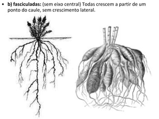 b) fasciculadas:  (sem eixo central) Todas crescem a partir de um ponto do caule, sem crescimento lateral.  