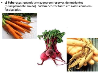 c) Tuberosas:  quando armazenarem reservas de nutrientes (principalmente amido). Podem ocorrer tanto em axiais como em fasciculadas. 