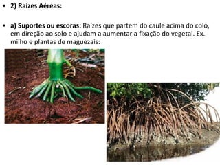 2) Raízes Aéreas: a) Suportes ou escoras:  Raízes que partem do caule acima do colo, em direção ao solo e ajudam a aumentar a fixação do vegetal. Ex. milho e plantas de maguezais: 