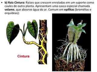 b) Raiz Cintura:  Raízes que crescem enroladas em um suporte como caules de outra planta. Apresentam uma casca especial chamada  velame , que absorve água do ar. Comum em  epífitas  (bromélias e orquídeas):  