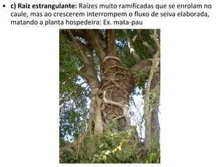 c) Raiz estrangulante:  Raízes muito ramificadas que se enrolam no caule, mas ao crescerem interrompem o fluxo de seiva elaborada, matando a planta hospedeira: Ex. mata-pau 