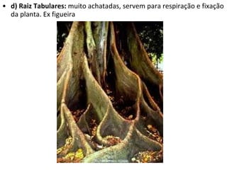 d) Raiz Tabulares:  muito achatadas, servem para respiração e fixação da planta. Ex figueira 