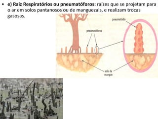 e) Raiz Respiratórios ou pneumatóforos:  raízes que se projetam para o ar em solos pantanosos ou de manguezais, e realizam trocas gasosas. 