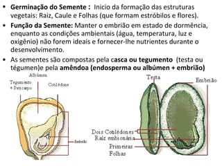 Germinação do Semente  :  Inicio da formação das estruturas vegetais: Raiz, Caule e Folhas (que formam estróbilos e flores). Função da Semente:  Manter o embrião em estado de dormência, enquanto as condições ambientais (água, temperatura, luz e oxigênio) não forem ideais e fornecer-lhe nutrientes durante o desenvolvimento.  As sementes são compostas pela c asca ou tegumento  (testa ou tégumen)e pela  amêndoa (endosperma ou albúmen + embrião) 