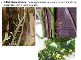 f) Raiz Grampiforme:  Raízes pequenas que aderem fortemente ao substrato, com a unha de gato. 