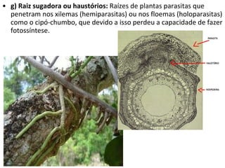 g) Raiz sugadora ou haustórios:  Raízes de plantas parasitas que penetram nos xilemas (hemiparasitas) ou nos floemas (holoparasitas) como o cipó-chumbo, que devido a isso perdeu a capacidade de fazer fotossíntese. 