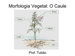 Morfologia Vegetal: O Caule Prof. Tubão 