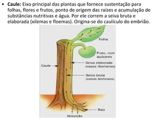 Caule:  Eixo principal das plantas que fornece sustentação para folhas, flores e frutos, ponto de origem das raízes e acumulação de  substâncias nutritivas e água. Por ele correm a seiva bruta e elaborada (xilemas e floemas). Origina-se do caulículo do embrião. 