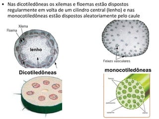 Nas dicotiledôneas os xilemas e floemas estão dispostos regularmente em volta de um cilindro central (lenho) e nas monocotiledôneas estão dispostos aleatoriamente pelo caule lenho Dicotiledôneas monocotiledôneas 