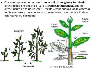 Os caules apresentam os  meristemas apicais ou gemas terminais  (crescimento em direção a luz) e as  gemas laterais ou auxiliares  (crescimento de ramos laterais), tecidos embrionários, onde ocorrem muitas mitoses e que comandam o crescimento das plantas. Podem  estar ativos ou dormentes. 