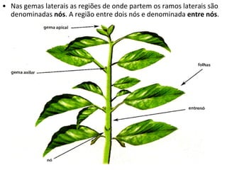 Nas gemas laterais as regiões de onde partem os ramos laterais são denominadas  nós . A região entre dois nós e denominada  entre nós .  