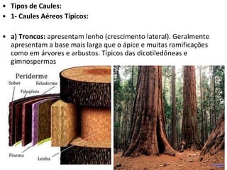 Tipos de Caules: 1- Caules Aéreos Típicos: a) Troncos:  apresentam lenho (crescimento lateral). Geralmente apresentam a base mais larga que o ápice e muitas ramificações como em árvores e arbustos. Típicos das dicotiledôneas e gimnospermas  