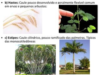b) Hastes:  Caule pouco desenvolvido e geralmente flexível comum em ervas e pequenos arbustos: c) Estipes:  Caule cilíndrico, pouco ramificado das palmeiras. Típicos das monocotiledôneas  