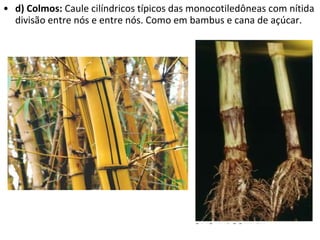 d) Colmos:  Caule cilíndricos típicos das monocotiledôneas com nítida divisão entre nós e entre nós. Como em bambus e cana de açúcar. 