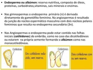 Endosperma ou albúmen:  reserva nutritiva ,  composto de óleos, proteínas, carboidratos,vitaminas, sais minerais e enzimas.  Nas gimnospermas o endosperma  primário (n) é derivado diretamente do gametófito feminino. Na angiospermas é resultado da junção do núcleo espermático masculino com dois núcleos polares femininos que resulta no endosperma secundário (3n). Nas Angiospermas o endosperma pode estar contido nas folhas iniciais ( cotilédones ) do embrião, como no caso das dicotiledôneas ou estarem  na própria semente formando o  albúmen  como nas monocotiledôneas. 