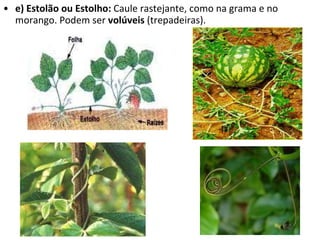 e) Estolão ou Estolho:  Caule rastejante, como na grama e no morango. Podem ser  volúveis  (trepadeiras). 