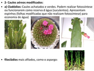 2- Caules aéreos modificados: a) Cladódios:  Caules achatados e verdes. Podem realizar fotossíntese ou funcionarem como reserva d água (suculentos). Apresentam espinhos (folhas modificadas que não realizam fotossíntese) para economia de água) filocládios  mais afilados, como o aspargo: 