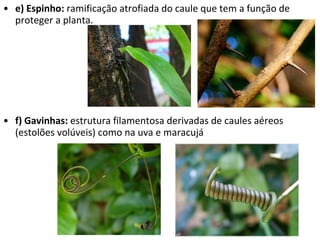 e) Espinho:  ramificação atrofiada do caule que tem a função de proteger a planta. f) Gavinhas:  estrutura filamentosa derivadas de caules aéreos (estolões volúveis)   como na uva e maracujá 