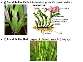 g) Pseudobulbo:  Caule intumescido, presente nas orquídeas: h) Pseudobulbo Alado:  expansão lateral do caule (carqueja).  