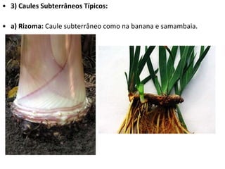 3) Caules Subterrâneos Típicos: a) Rizoma:  Caule subterrâneo como na banana e samambaia. 