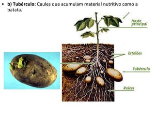 b) Tubérculo:  Caules que acumulam material nutritivo como a batata. 