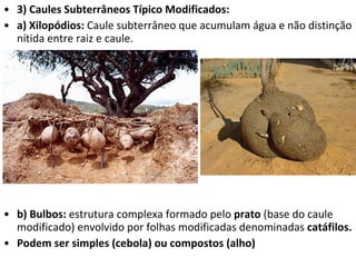 3) Caules Subterrâneos Típico Modificados: a) Xilopódios:  Caule subterrâneo que acumulam água e não distinção nítida entre raiz e caule. b) Bulbos:  estrutura complexa formado pelo  prato  (base do caule modificado) envolvido por folhas modificadas denominadas  catáfilos.  Podem ser simples (cebola) ou compostos (alho) 