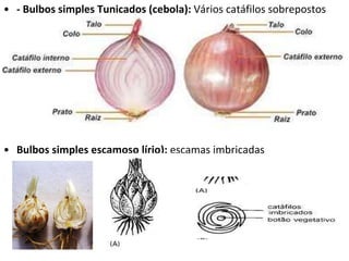 - Bulbos simples Tunicados (cebola):  Vários catáfilos sobrepostos Bulbos simples escamoso lírio):  escamas imbricadas 