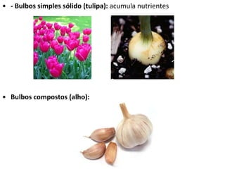 - Bulbos simples sólido (tulipa):  acumula nutrientes Bulbos compostos (alho): 