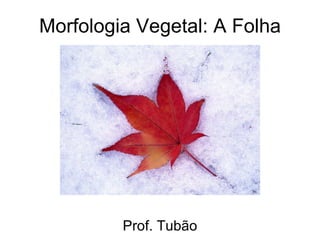 Morfologia Vegetal: A Folha Prof. Tubão 