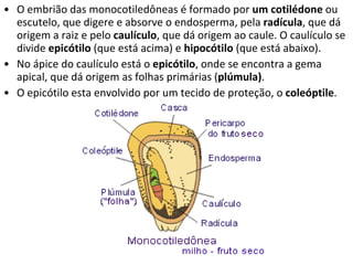 O embrião das monocotiledôneas é formado por  um cotilédone  ou escutelo, que digere e absorve o endosperma, pela  radícula , que dá origem a raiz e pelo  caulículo , que dá origem ao caule. O caulículo se divide  epicótilo  (que está acima) e  hipocótilo  (que está abaixo).  No ápice do caulículo está o  epicótilo , onde se encontra a gema apical, que dá origem as folhas primárias ( plúmula) . O epicótilo esta envolvido por um tecido de proteção, o  coleóptile . 