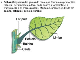 Folhas:  Originadas das gemas do caule que formam os primórdios foliares.  Geralmente é o local onde ocorre a fotossíntese, a transpiração e as trocas gasosas. Morfologicamente se divide em  bainha, estípulas, pecíolo  e  limbo: 
