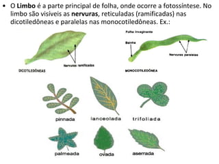 O  Limbo  é a parte principal de folha, onde ocorre a fotossíntese. No limbo são visíveis as  nervuras , reticuladas (ramificadas) nas dicotiledôneas e paralelas nas monocotiledôneas. Ex.: 