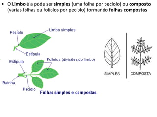 O  Limbo  é a pode ser  simples  (uma folha por pecíolo) ou  composto  (varias folhas ou folíolos por pecíolo) formando  folhas compostas 