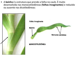 A  bainha  é a estrutura que prende a folha no caule. È muito desenvolvida nas monocotiledôneas ( folhas invaginantes ) e reduzida ou ausente nas dicotiledôneas: 