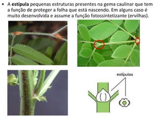 A  estípula  pequenas estruturas presentes na gema caulinar que tem a função de proteger a folha que está nascendo. Em alguns caso é muito desenvolvida e assume a função fotossintetizante (ervilhas). 