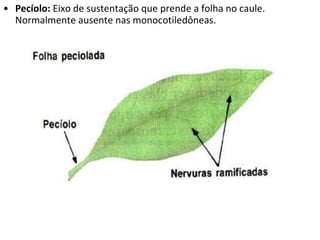 Pecíolo:  Eixo de sustentação que prende a folha no caule. Normalmente ausente nas monocotiledôneas. 