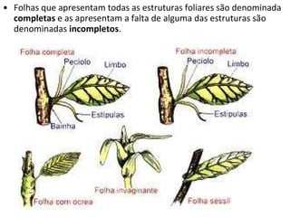 Folhas que apresentam todas as estruturas foliares são denominada  completas  e as apresentam a falta de alguma das estruturas são denominadas  incompletos . 